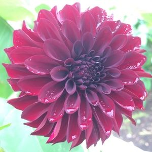 Meet your Posher, Rita